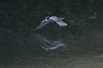 Crested Kingfisher 三田市 Sat, 5/14/2016