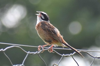 Meadow Bunting 丹波山村 Sat, 8/8/2020