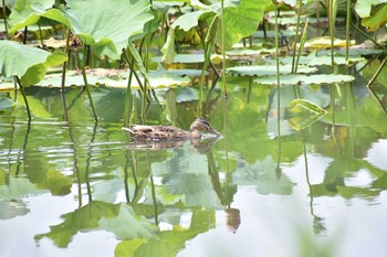 Eastern Spot-billed Duck 明見湖 Sun, 8/9/2020