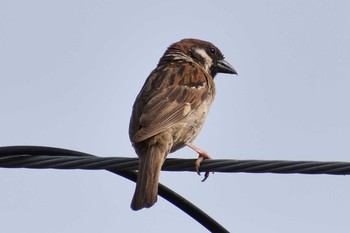 Eurasian Tree Sparrow Unknown Spots Sun, 8/9/2020