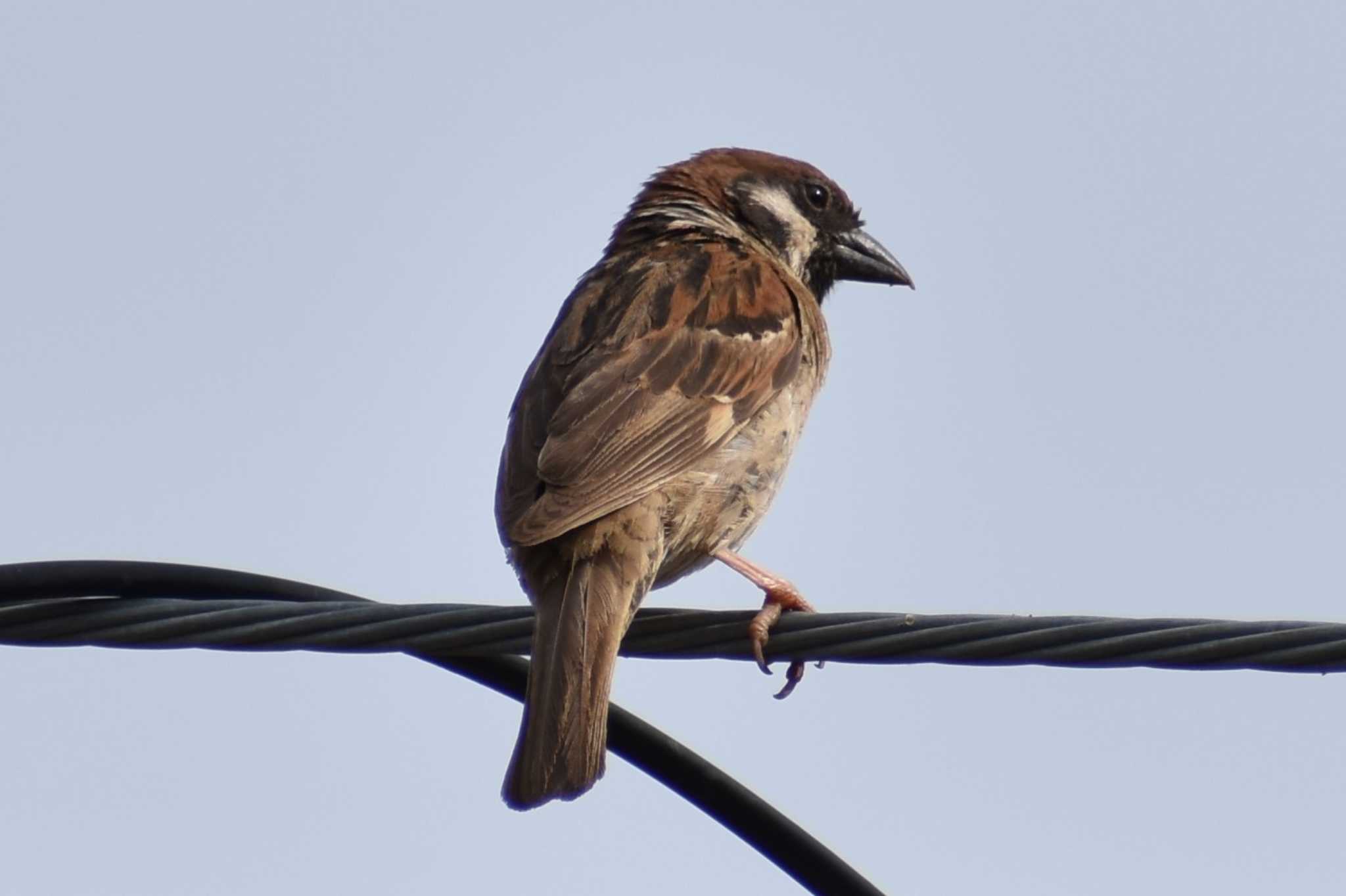 Photo of Eurasian Tree Sparrow at  by 塩コンブ