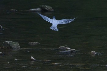 Crested Kingfisher 三田市 Sat, 5/14/2016