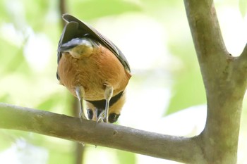 ヤマガラ 滋賀県近江富士花緑公園 2020年8月22日(土)