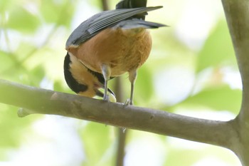 Varied Tit 滋賀県近江富士花緑公園 Sat, 8/22/2020