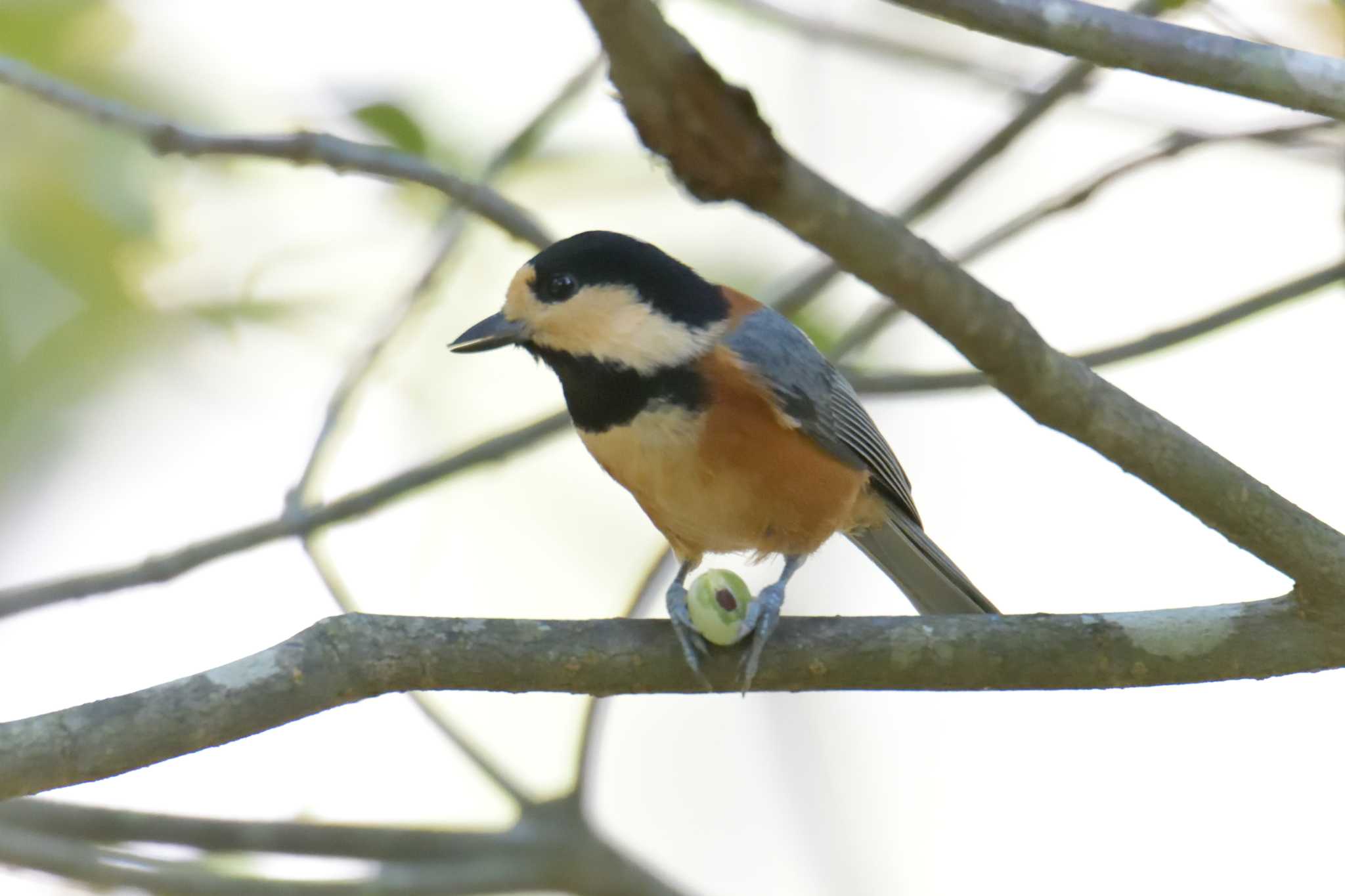 Photo of Varied Tit at 滋賀県近江富士花緑公園 by masatsubo