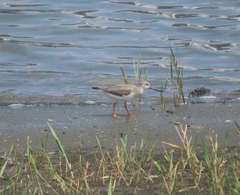 2020年8月22日(土) 谷津干潟の野鳥観察記録