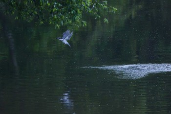 Crested Kingfisher 三田市 Sat, 5/14/2016