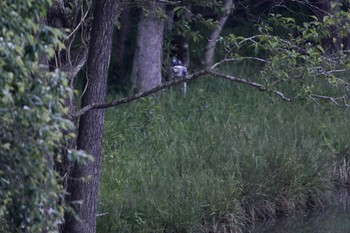 Crested Kingfisher 三田市 Sat, 5/14/2016