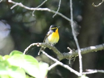 キビタキ ささやまの森公園(篠山の森公園) 2020年8月22日(土)