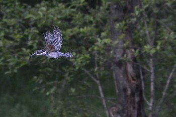 Crested Kingfisher 三田市 Sat, 5/14/2016