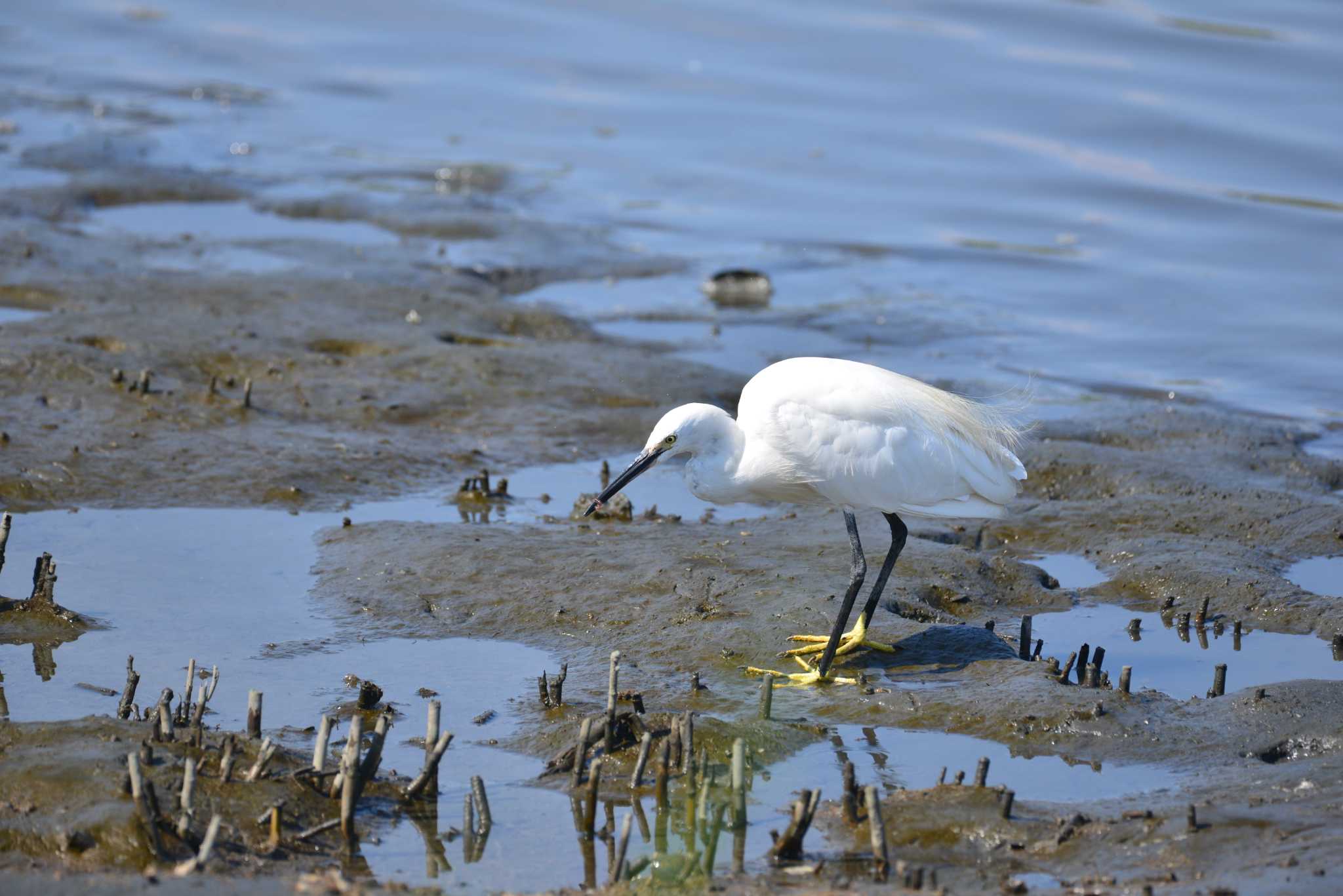 東京港野鳥公園 コサギの写真 by 80%以上は覚えてないかも