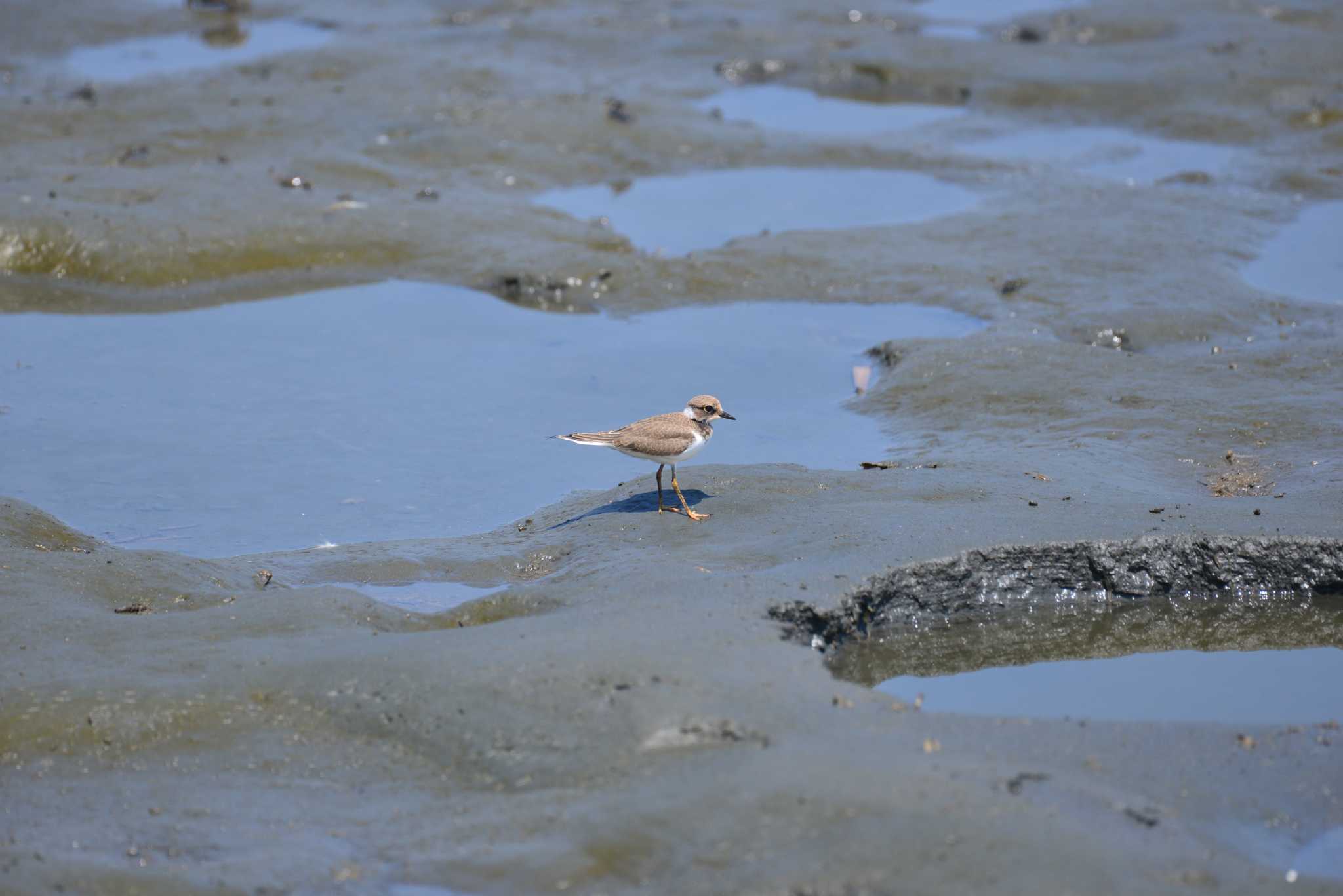 東京港野鳥公園 コチドリの写真 by 80%以上は覚えてないかも