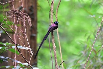 サンコウチョウ 神奈川 林道 2015年6月17日(水)