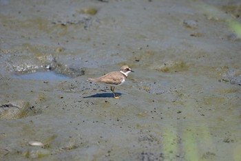 コチドリ 東京港野鳥公園 2020年8月22日(土)