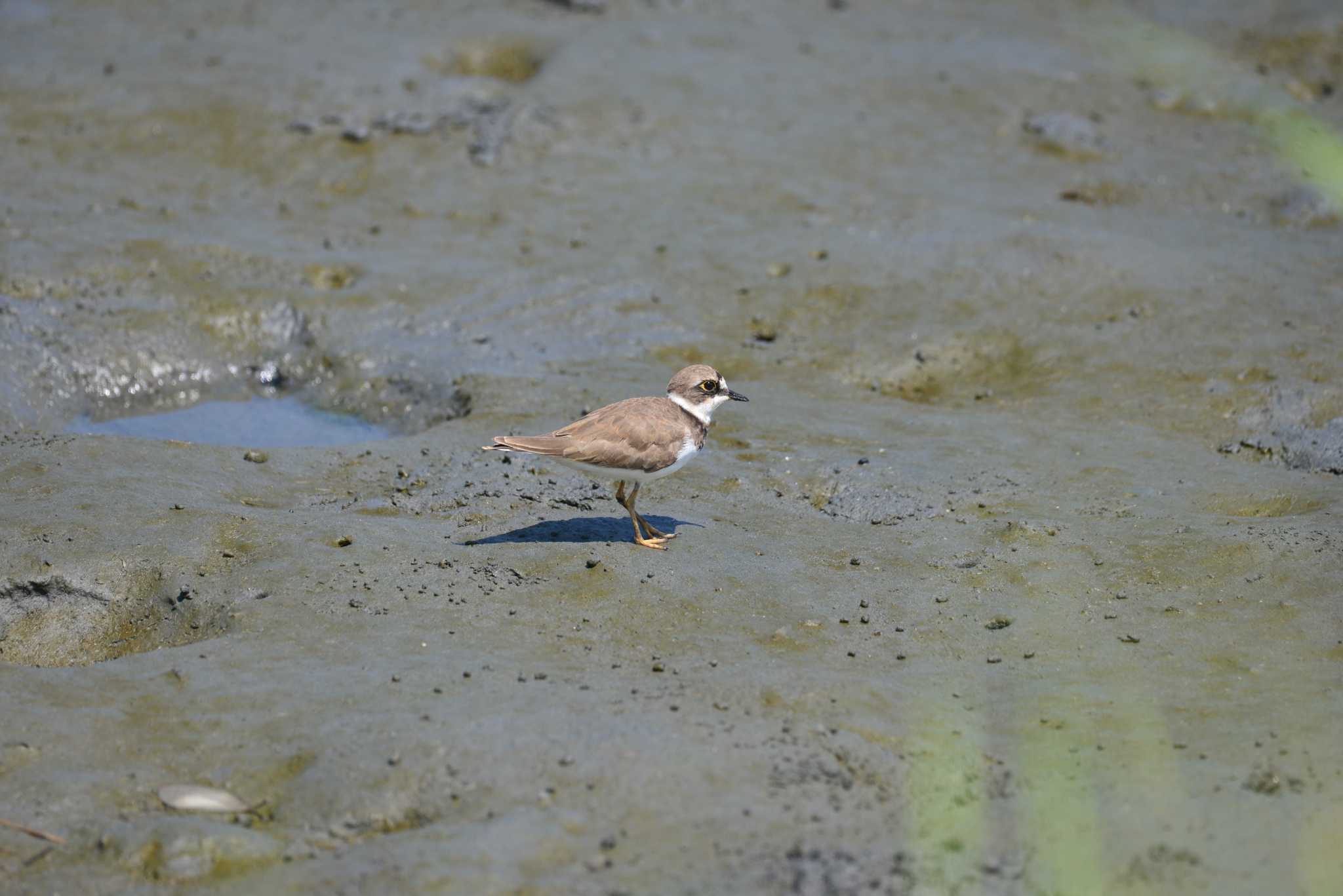 Little Ringed Plover