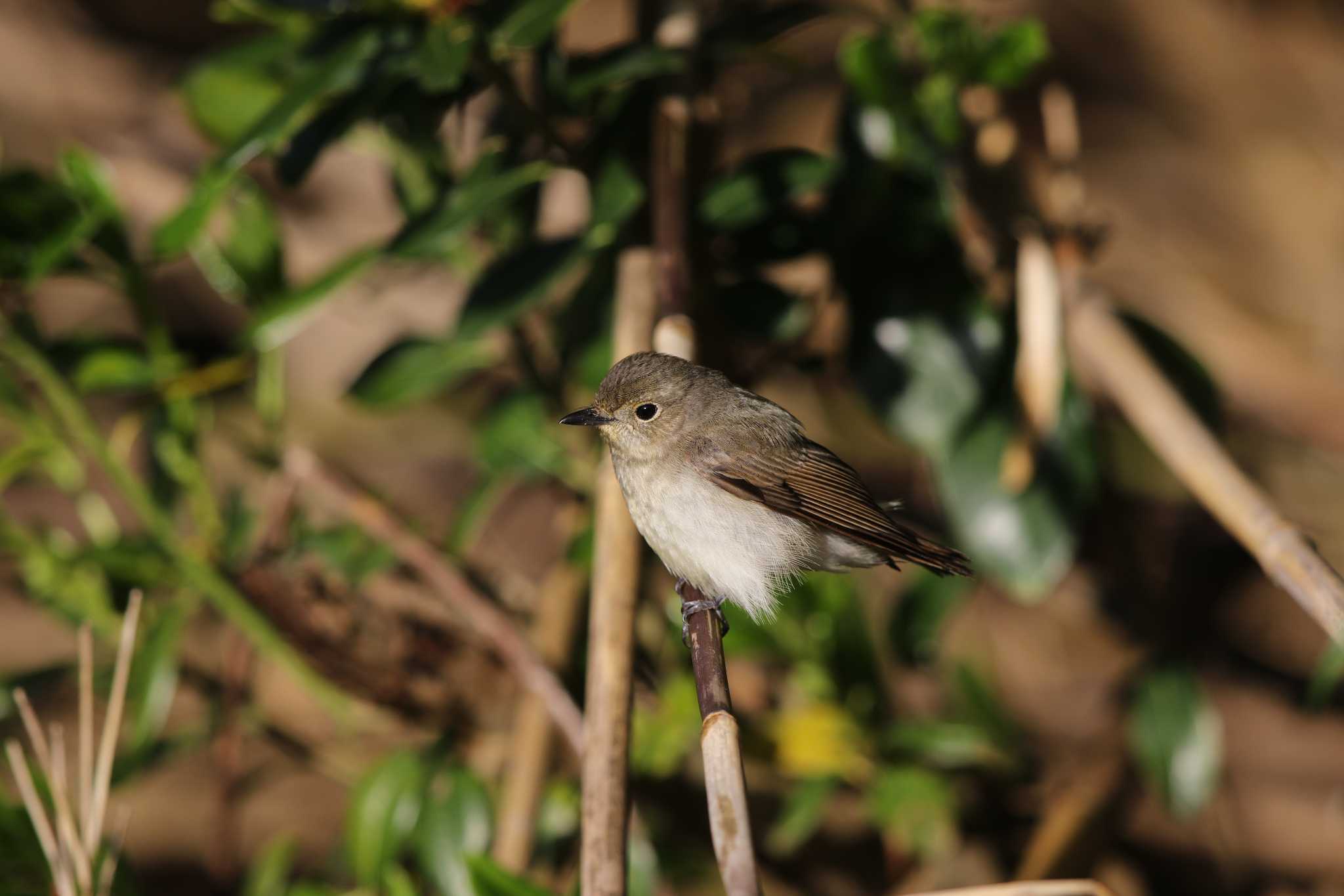 Narcissus Flycatcher