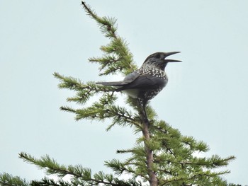 Sat, 8/22/2020 Birding report at Okuniwaso(Mt. Fuji)