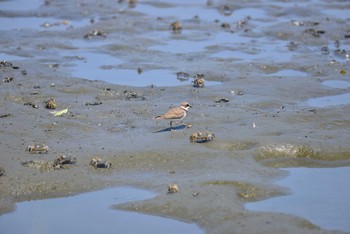 Little Ringed Plover Tokyo Port Wild Bird Park Sat, 8/22/2020