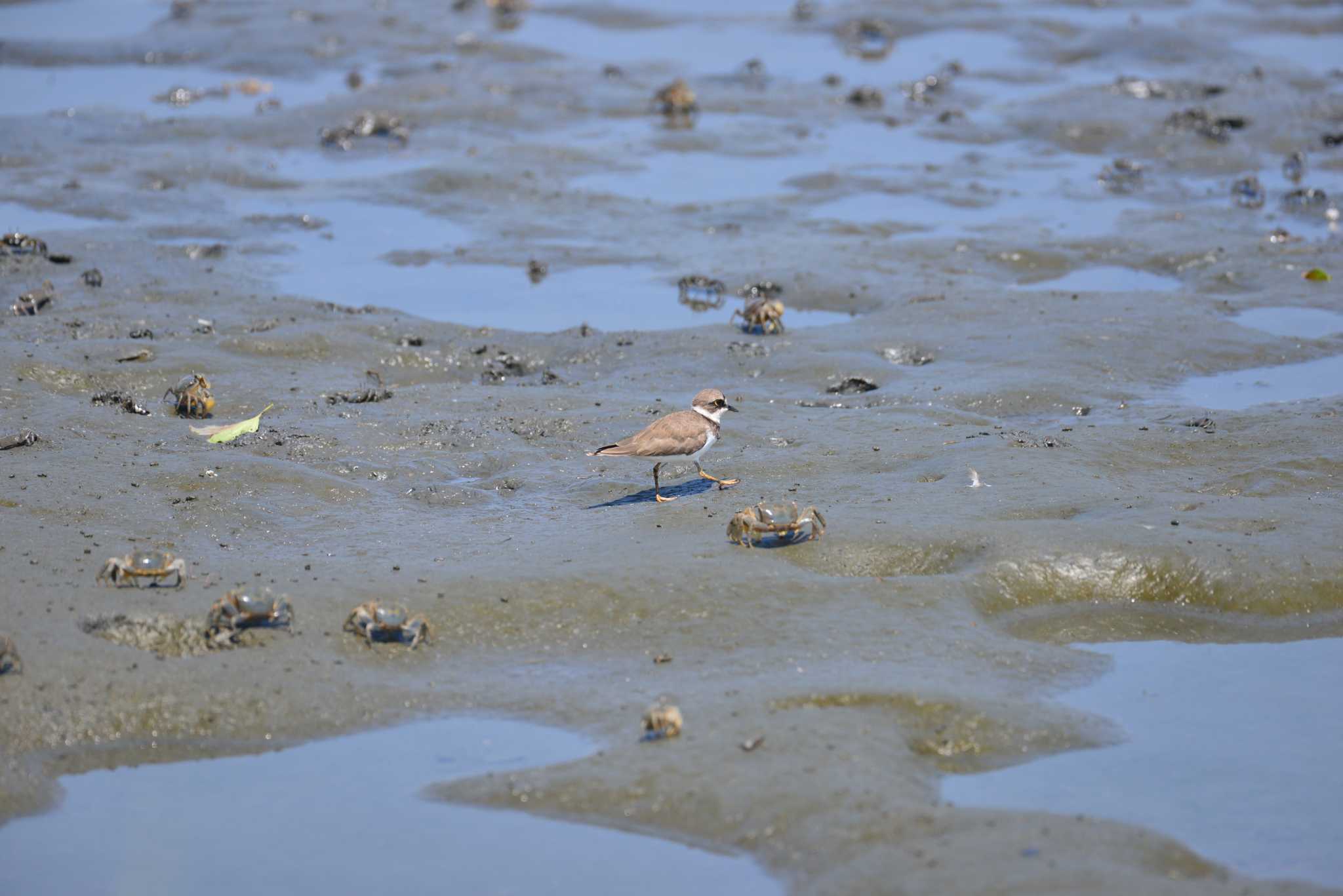 Photo of Little Ringed Plover at Tokyo Port Wild Bird Park by 80%以上は覚えてないかも