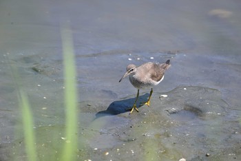 キアシシギ 東京港野鳥公園 2020年8月22日(土)