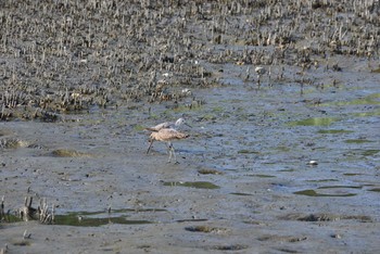 Common Greenshank Tokyo Port Wild Bird Park Sat, 8/22/2020