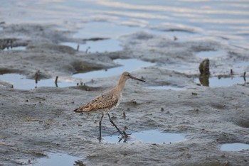 Black-tailed Godwit Tokyo Port Wild Bird Park Sat, 8/22/2020