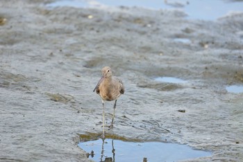 Black-tailed Godwit Tokyo Port Wild Bird Park Sat, 8/22/2020