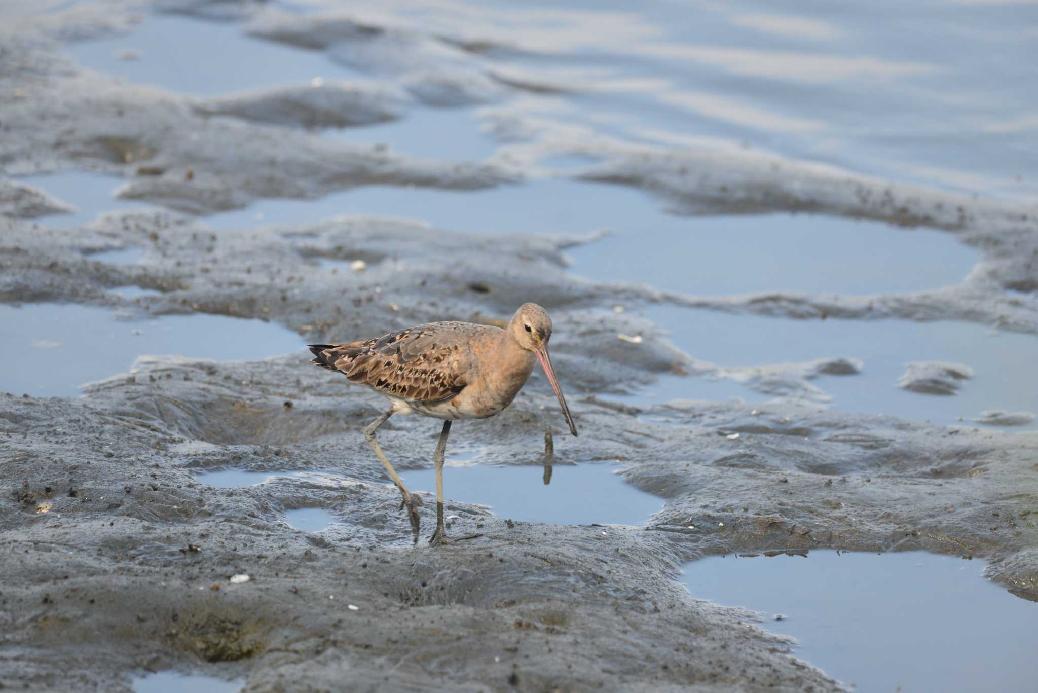 Photo of Black-tailed Godwit at Tokyo Port Wild Bird Park by 80%以上は覚えてないかも