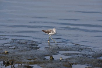 アオアシシギ 東京港野鳥公園 2020年8月22日(土)