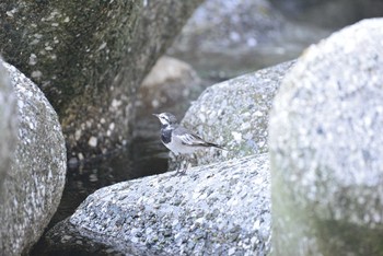 ハクセキレイ 東京都港区 2020年8月22日(土)