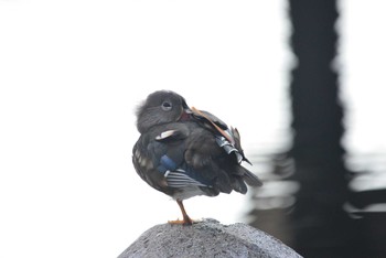 Mandarin Duck 東京都港区 Sat, 8/22/2020