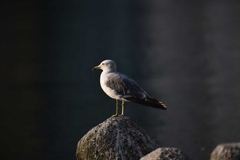 Black-tailed Gull 東京都港区 Sat, 8/22/2020