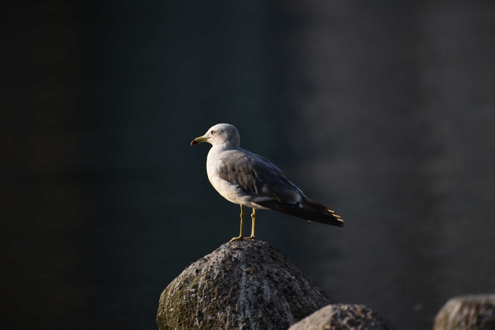 Black-tailed Gull