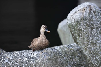 Eastern Spot-billed Duck 東京都港区 Sat, 8/22/2020