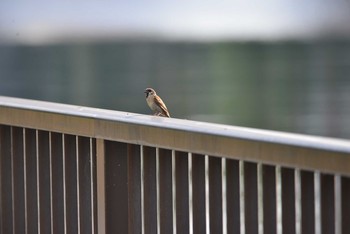 Eurasian Tree Sparrow 東京都港区 Sat, 8/22/2020