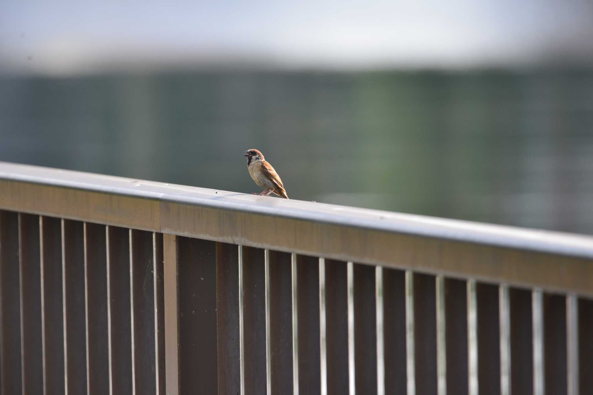 Eurasian Tree Sparrow