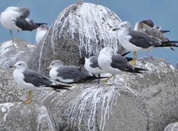 Laughing Gull Unknown Spots Sat, 8/22/2020