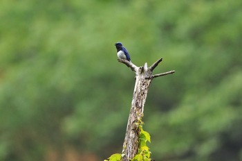 2020年5月17日(日) 京都府の野鳥観察記録