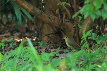 2020年8月22日(土) 大阪城公園の野鳥観察記録