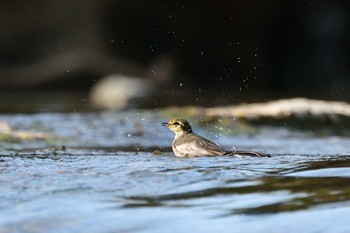 White Wagtail 猪名川 Sat, 8/22/2020