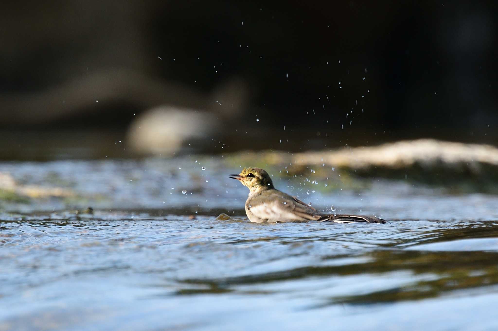 Photo of White Wagtail at 猪名川 by Daguchan