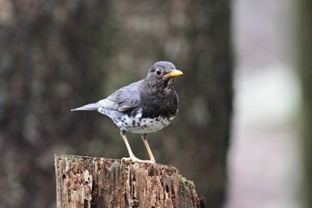 Japanese Thrush Unknown Spots Sat, 8/22/2020