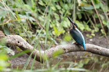 Common Kingfisher Kasai Rinkai Park Sat, 8/22/2020