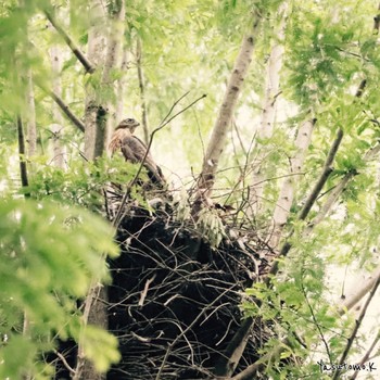 Eurasian Goshawk Mizumoto Park Sat, 6/27/2020