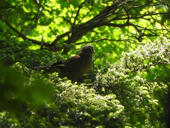 Eurasian Jay 焼岳 Fri, 6/3/2016