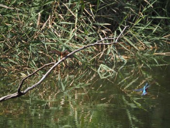 カワセミ 葛西臨海公園 2020年8月22日(土)