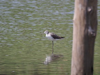 2020年8月22日(土) 葛西臨海公園の野鳥観察記録