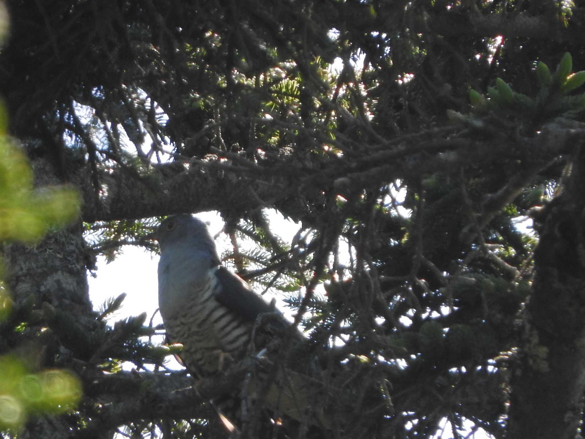 Oriental Cuckoo