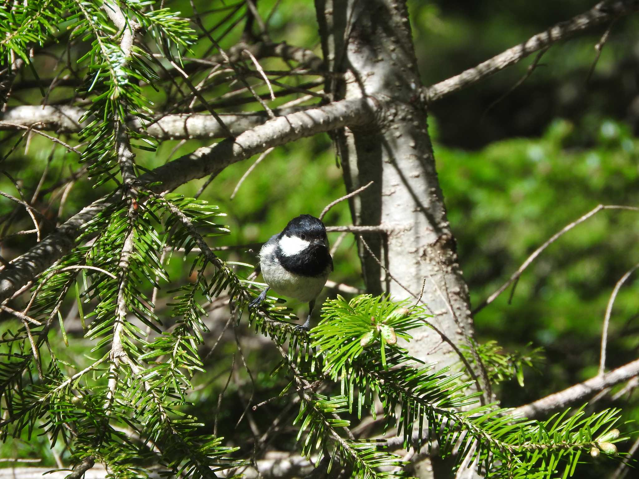 Coal Tit