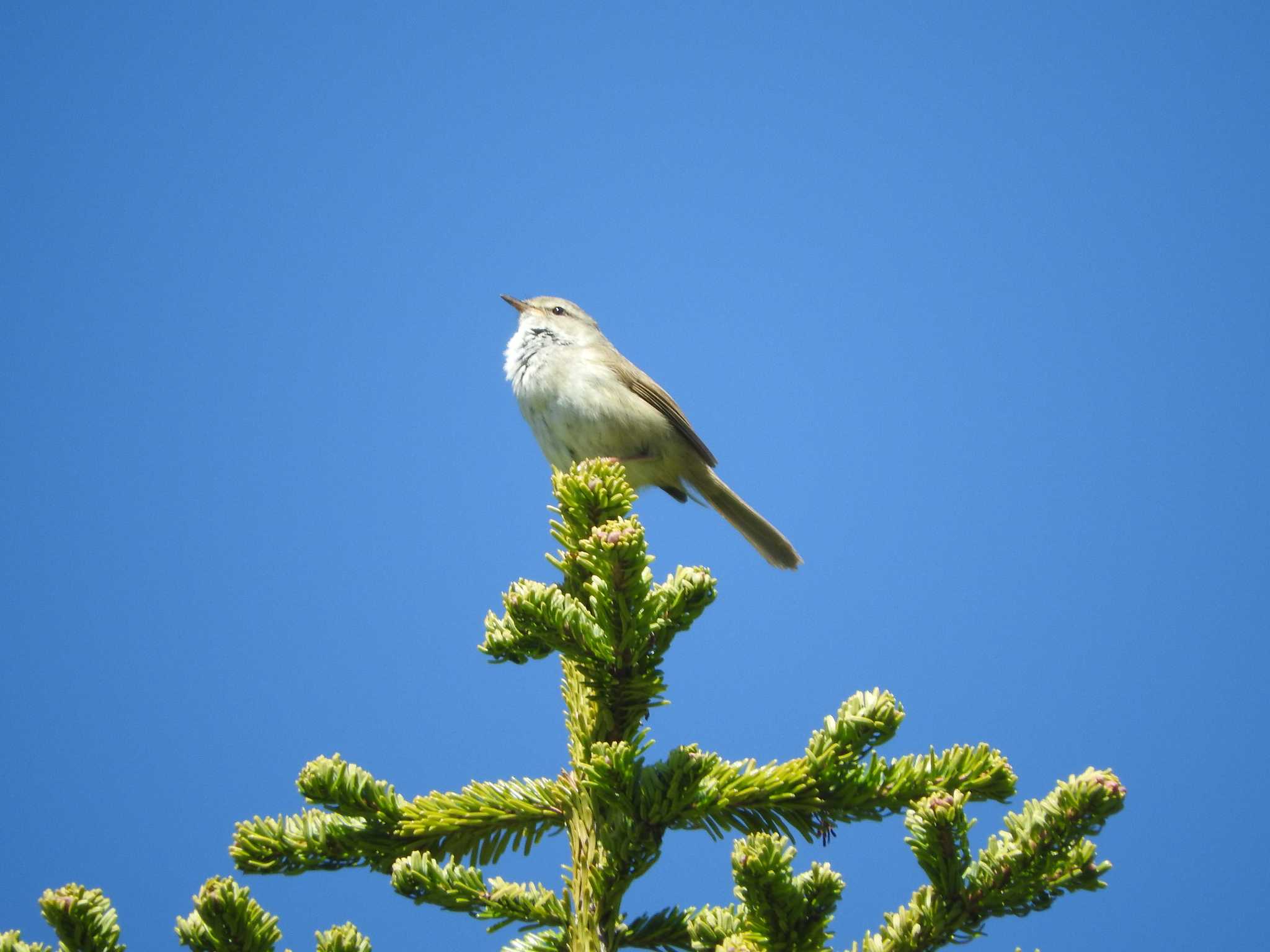 Japanese Bush Warbler